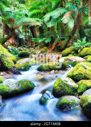 Columba Creek weicher, verschwommener Bach tief im immergrünen Regenwald Tasmaniens in Australien. Stockfoto