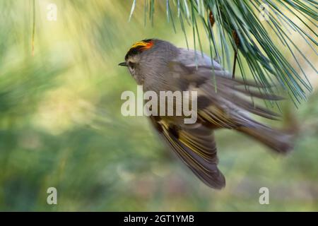 Goldkronenkönigl im Flug während des Herbstzuges, Stockfoto