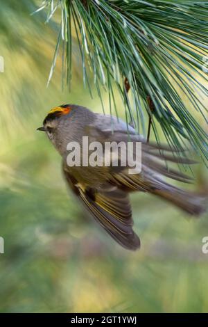 Goldkronenkönigl während Herbstzug, Stockfoto