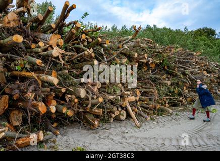 30. September 2021, Mecklenburg-Vorpommern, Schaprode: Abgesägte Baumstämme liegen an der Strandpromenade in Altefähr. Das Fällen von Bäumen auf der Insel Rügen sorgt in der Gemeinde Altefähr für Unmut. Nach Angaben der Gemeinde soll ein Kurpark aus dem Jahr 1884 mit Blick auf Stralsund restauriert werden. Nach dem Zweiten Weltkrieg wurde der Park in einen Wald verwandelt und wurde seit 30 Jahren seit dem Fall des Kommunismus nicht mehr gepflegt. Für den Umbau von Wald zu Park rechnet die Gemeinde mit Gesamtkosten von rund einer halben Million Euro. Davon könnten 90 Prozent Subs sein Stockfoto