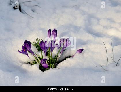 Nach einem Schneefall entspringen winterharte, violette Krokusblüten. Speicherplatz kopieren. Stockfoto