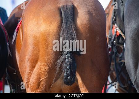 Sellin, Deutschland. Oktober 2021. Am Strand des Ostseebades Sellin steht vor dem Pier bei der 5. Deutschen Beach Polo Meisterschaft 2021 ein Polopferd. Der Schwanz des Tieres ist eingewoben, so dass es ihn während des Spiels nicht unkontrolliert umschlagen kann. Zahlreiche Zuschauer verfolgen das Turnier an der Ostsee auf der Insel Rügen Quelle: Stefan Sauer/dpa/ZB/dpa/Alamy Live News Stockfoto