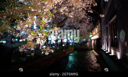 Wunderschöne beleuchtete Sakura Kirschblüten am Takase Fluss bei Nacht Kyoto. Frühlingslandschaft von erstaunlichen japanischen Kirschen blühenden Zweig ein Stockfoto