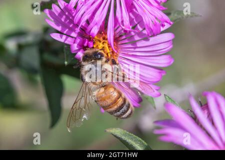 Honigbiene (APIs mellifera) auf einem Neuengland-Aster (Symphyotrichum novae-angliae) in Iowa Stockfoto