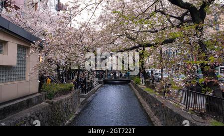 Wunderschöne beleuchtete Sakura Kirschblüten am Takase Fluss bei Nacht Kyoto. Frühlingslandschaft von erstaunlichen japanischen Kirschen blühenden Zweig ein Stockfoto