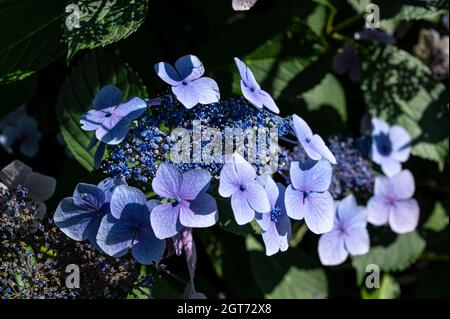 Hortensia Serrata Bluebird, Hortensia serrata Acuminata,Hortensia serrata f. acuminata,Hortensia acuminata,Hortensia serrata var. acuminate,Hortensia Stockfoto