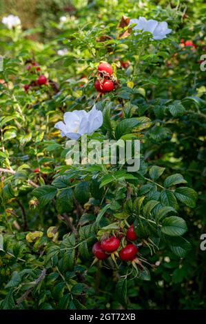 Rosa Rugosa, weiße japanische Rose, weiße faltige Rose, Ramanas-Rose, Hagebutten. Spätsommer mit Blumen und roten Hüften. Stockfoto