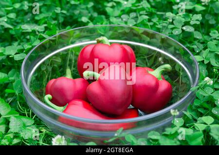 Süsse rote Paprika in einem Glaskorb auf grünem Gras. Gemüse für Veganer. Haufen von reifen Big Red Peppers . Die rote süße Paprika, gut für die Gesundheit. Stockfoto