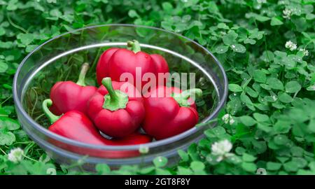 Süsse rote Paprika in einem Glaskorb auf grünem Gras. Gemüse für Veganer. Haufen von reifen Big Red Peppers . Die rote süße Paprika, gut für die Gesundheit. Stockfoto