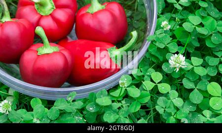 Süsse rote Paprika in einem Glaskorb auf grünem Gras. Gemüse für Veganer. Haufen von reifen Big Red Peppers . Die rote süße Paprika, gut für die Gesundheit. Stockfoto