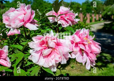 Bush mit vielen großen zarten rosa Pfingstrosen Blumen in direktem Sonnenlicht, in einem Garten in einem sonnigen Sommertag, schöne Outdoor-Blumen Hintergrund Foto Stockfoto