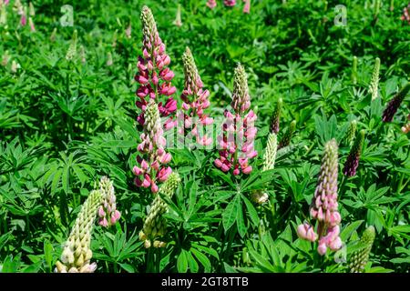 Nahaufnahme von rosa Blüten von Lupinus, allgemein bekannt als Lupine oder Lupine, in voller Blüte und grünem Gras in einem sonnigen Frühlingsgarten, schöne Aussen Flor Stockfoto