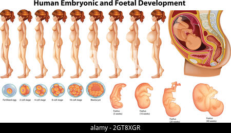 Vektor der menschlichen embryonalen und fetalen Entwicklung Stock Vektor
