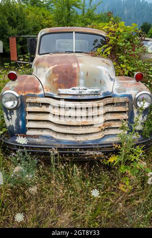 Ein antiker Chevy Truck, der in einem Schrottplatz in Idaho, USA, mit Unkraut überwuchert wurde Stockfoto