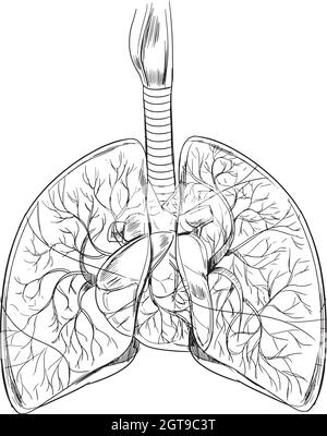 Menschliche Lunge Stock Vektor