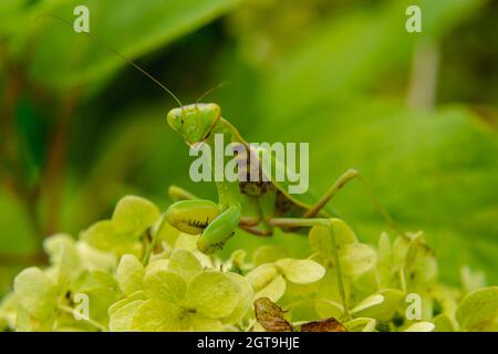 Makrofoto einer großen grünen Mantis, die auf einem Blumenblatt sitzt. Vorderansicht. Unscharfer Hintergrund. Das Konzept der wilden Insekten Stockfoto