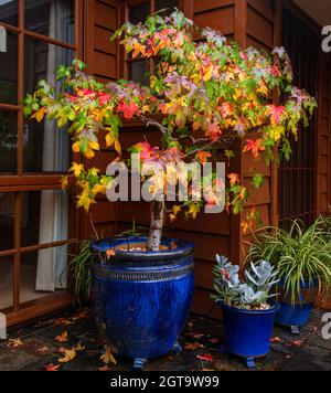 Flüssiges Bernstein, Liquidamber styraciflua, (auch bekannt als Sweetgum) mit seiner Herbstfarbe ist ein Merkmal auf unserer Terrasse. Stockfoto