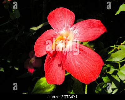 Eine Art rote Hibiskusblüte Stockfoto