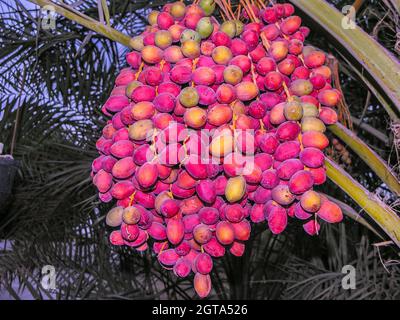 Dattelpalmen mit Datteln Stockfoto