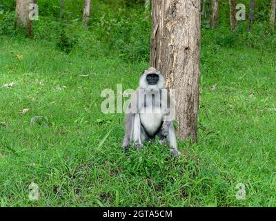 Schwarzes Gesicht, langschwanzige graue Languren, auch Hanuman-Languren oder Hanuman-Affen im Bhandipur-Reservewald in Indien genannt Stockfoto