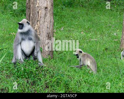 Schwarzes Gesicht, langschwanzige graue Languren, auch Hanuman-Languren oder Hanuman-Affen im Bhandipur-Reservewald in Indien genannt Stockfoto