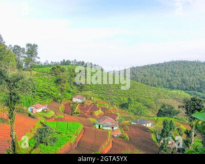 Teegärten auf den nebligen Bergen von Ooty in Indien Stockfoto