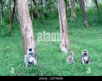 Schwarzes Gesicht, langschwanzige graue Languren, auch Hanuman-Languren oder Hanuman-Affen im Bhandipur-Reservewald in Indien genannt Stockfoto