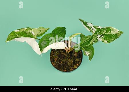 Draufsicht auf die exotische Hauspflanze 'Syngonium Podophyllum Variegata' mit weißen Flecken im Blumentopf auf grünem Hintergrund Stockfoto