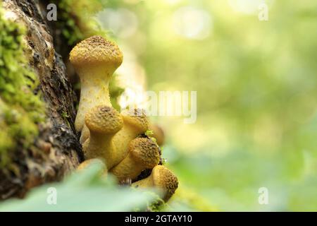 Pilze wachsen auf einem Baumstamm mit Waldhintergrund Stockfoto