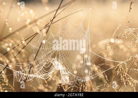 Spinnennetz auf einer Wiese bei Sonnenaufgang Stockfoto