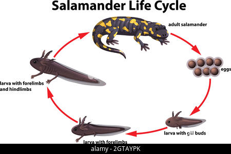 Salamander Life Cycle Konzept Stock Vektor