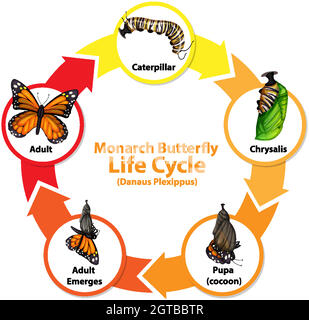 Diagramm, das den Lebenszyklus von Schmetterling zeigt Stock Vektor