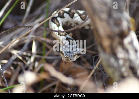 Poskok/Nasen-Hornviper/Vipera ammodytes in natürlichem Lebensraum im NP Biokovo, Kroatien. Hornviper ist die gefährlichste giftige Schlange in Europa Stockfoto