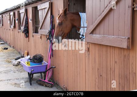 Eine Schubkarre zum Ausmucken in einem Pferdestall. Stockfoto