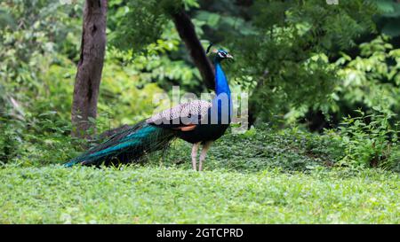 Die schöne blaue Farbe Pfau im grünen Boden Stockfoto