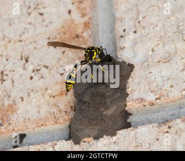 Weibliche Schlammwespe, Mud-Dauber-Wespe, Vasezellen-Mud-Dauber-Wespe, Sceliphron formosum, Lehmnest zum Eierlegen. Garden, Queensland, Australien. Stockfoto