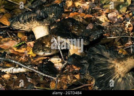 Die Schwarzing Waxcap ist ein gemeinsames Mitglied der Familie. Sie sind orange oder rot bedeckt, wenn sie auftauchen, verfärben sich aber schnell zu teilweise oder ganz schwarz Stockfoto