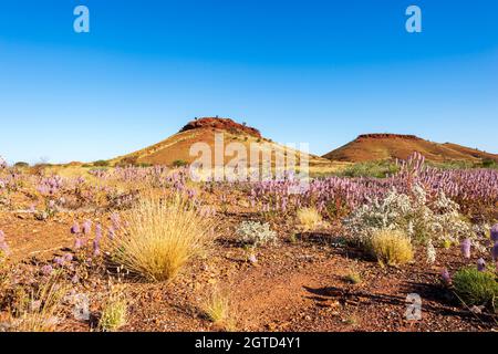 Mulla Mulla (Ptilotus exaltatus) und andere Wildblumen während der Wüstenblüte in der Nähe von Karratha, der Pilbara, Westaustralien, Australien Stockfoto