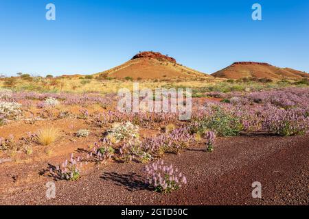 Mulla Mulla (Ptilotus exaltatus) und andere Wildblumen während der Wüstenblüte in der Nähe von Karratha, der Pilbara, Westaustralien, Australien Stockfoto