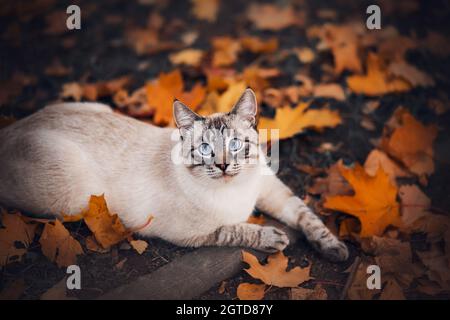 Eine niedliche tabby Thai Katze mit blauen Augen liegt auf dem Boden unter den rot gefallenen Ahornblättern und schaut überrascht auf. Ein Haustier auf einem Spaziergang an einem Septembertag Stockfoto