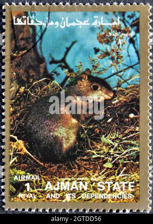 Abgesagte Briefmarke gedruckt von Ajman, die Agouti (Dasyprocta sp.) zeigt, um 1973. Stockfoto