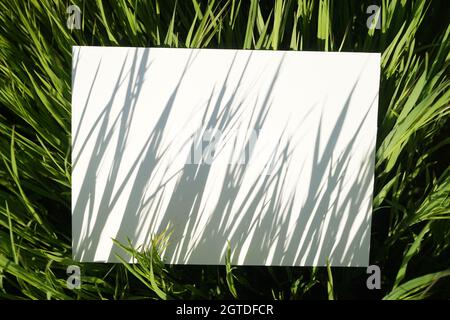 Abstrakte natürliche Malerei aus Gras Schatten auf Leinwand. Leere Leinwand im Gras eines sonnigen Sommerfeldes. Stockfoto