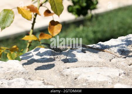 Grüne Eidechse sitzt auf Felsen und sonnt sich. Stockfoto