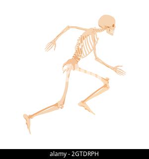 Laufendes menschliches Skelett. Anatomisches Modell von Knochen schnell Rauschen Stock Vektor