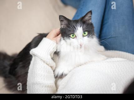 Frau, die auf dem Sofa im Innenraum liegt. Katze entspannt sich dahinter. Gemütliche Atmosphäre. Gemütliches Haus mit Haustier Katze. Draufsicht Stockfoto
