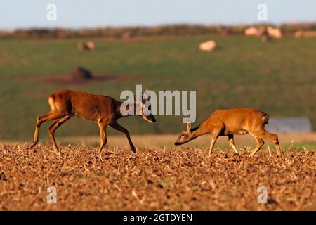 REHE (Capreolus capreolus) männlich (Buck) und weiblich (Rehe) im Balzverhalten, Großbritannien. Stockfoto