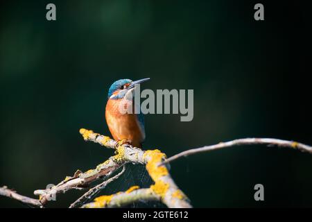 Ein farbenfroher Vogel eines Eiskönigs, der auf dem Baumzweig in der Nähe des Flusses oder Sees zum Angeln sitzt Stockfoto