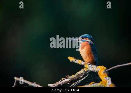 Ein farbenfroher Vogel eines Eiskönigs, der auf dem Baumzweig in der Nähe des Flusses oder Sees zum Angeln sitzt Stockfoto