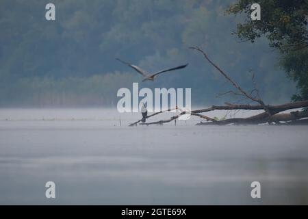 Wildlife Morgen mystische Landschaft mit nebligen Fluss, fliegenden grauen Reiher und großen schwarzen Kormoran auf Baumzweig Stockfoto