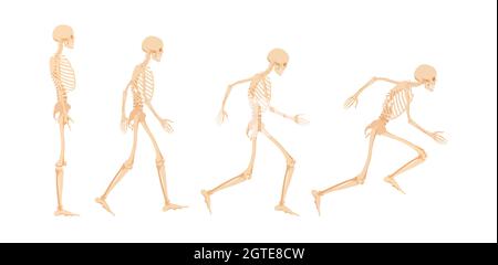 Stadien der Bereitschaft zum Laufen menschlichen Skeletts. Stock Vektor